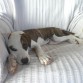 Antes de adoptarla, en su casa de acogida (unos 3 meses)